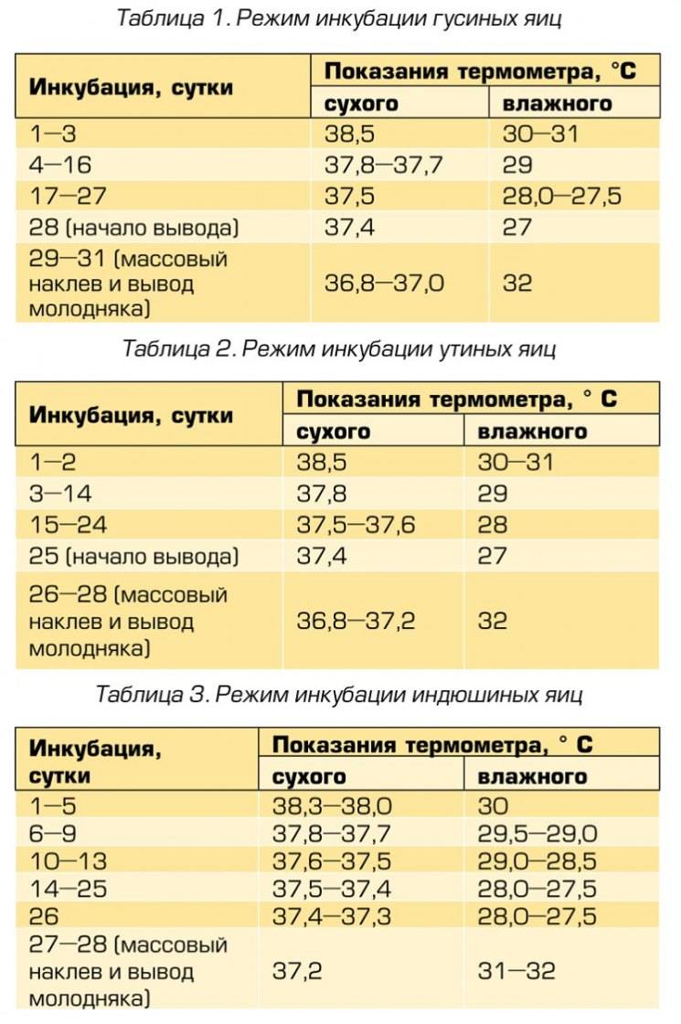 Инкубация гусиных яиц • хранение, режим инкубации и таблица