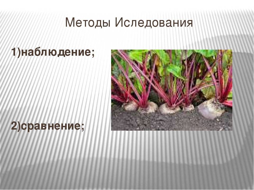 Свекла – правила выращивания - сад 6 соток