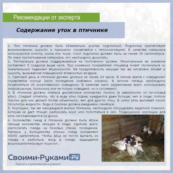 Разведение и выращивание уток в домашних условиях для начинающих