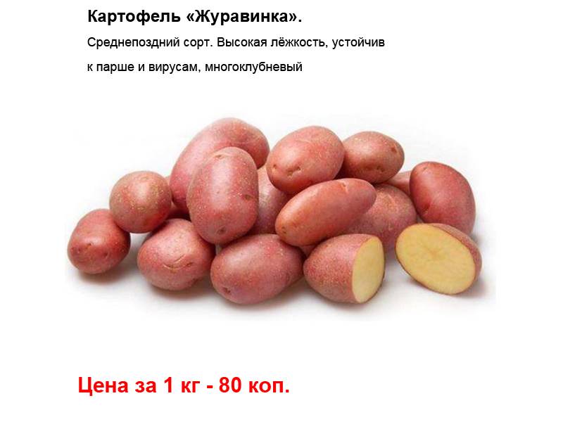 Картофель журавинка: описание и характеристики сорта, посадка и уход, отзывы с фото
