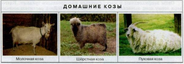 Характерное описание особенностей породы коз и фото с названием молочных представителей вида