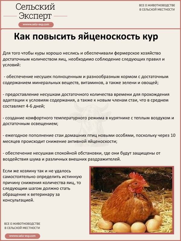 Супер ник порода кур – описание и фото, отзывы и характеристики