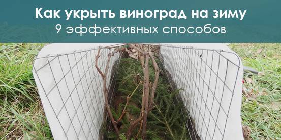 Когда укрывать виноград на зиму и как это делать правильно – сайт о винограде и вине
