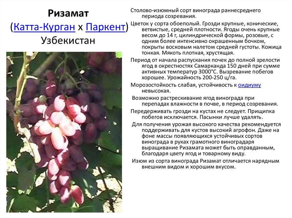 Топ-10 лучших сортов винограда