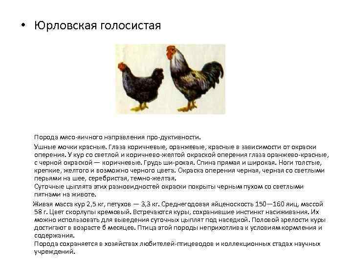 Описание и правила содержания кур породы супер ник