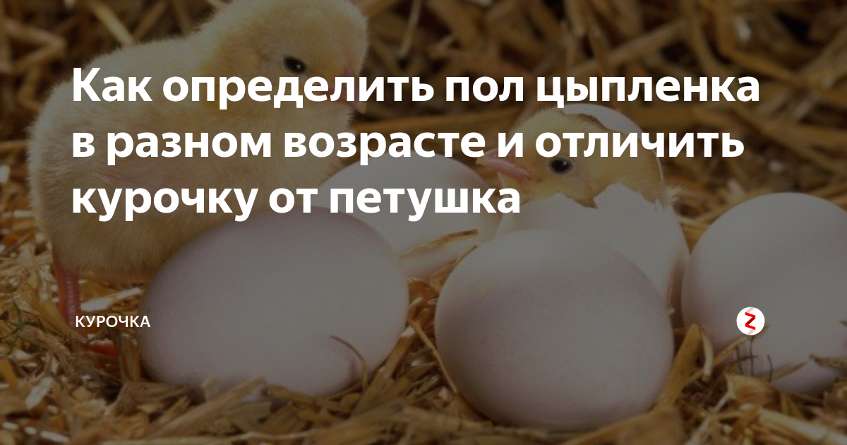 Курица браун ник: описание породы, содержание и разведение
курица браун ник: описание породы, содержание и разведение