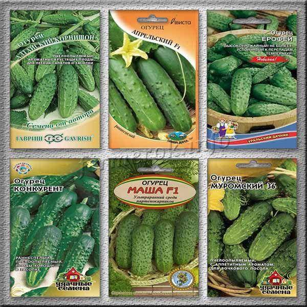 Лучшие сорта огурцов на 2021 год: самые урожайные, вкусные, для теплицы и открытого грунта