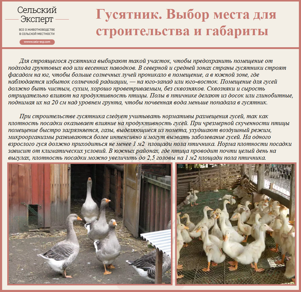 Содержание гусей зимой: требования к помещению, питание, уход и профилактика заболеваний