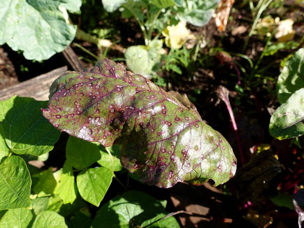 Бактериальные инфекции кожи: какие бывают, как лечить