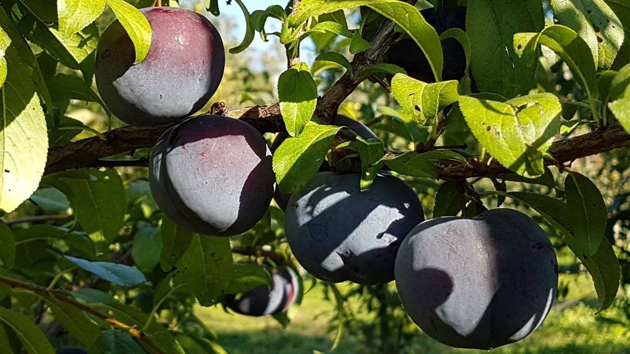 Слива анжелина описание сорта