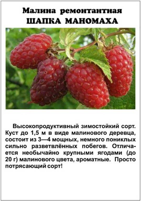 Малина гусар - описание сорта, отзывы, фото