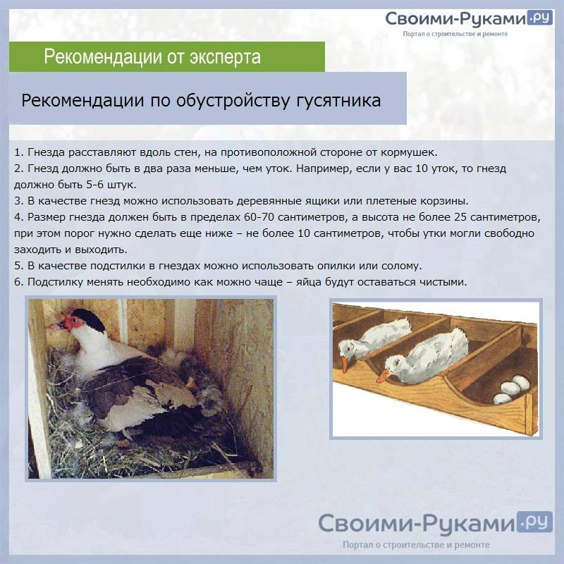 Утки в домашнем хозяйстве: содержание, уход, польза. как разводить пекинских уток и индоуток: все сложности и секреты - автор екатерина данилова - журнал женское мнение