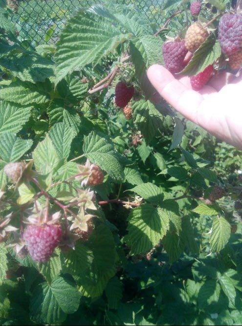 Малина гусар: описание сорта, посадка, выращивание, уход за ягодой