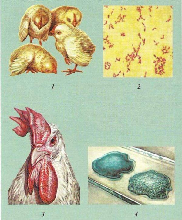Болезни гусей – симптомы и лечение наиболее распространенных