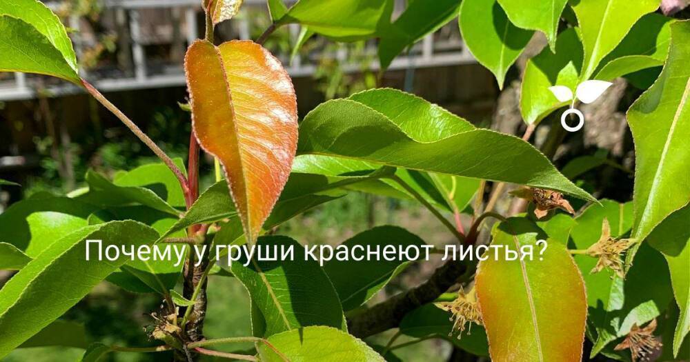 Вредители и болезни груши – описание с фото, способы лечения