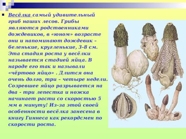 Гриб веселка фото и описание, где растет в россии, как собирается и применяется