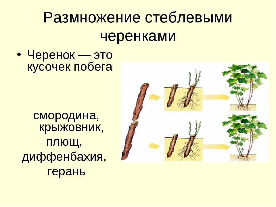 Ревень: посадка и уход в саду, выращивание из семян, свойства: вред и польза, фото