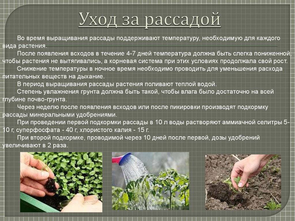 Ревень: выращивание из семян, посадка и уход в открытом грунте, что это такое, как его едят?