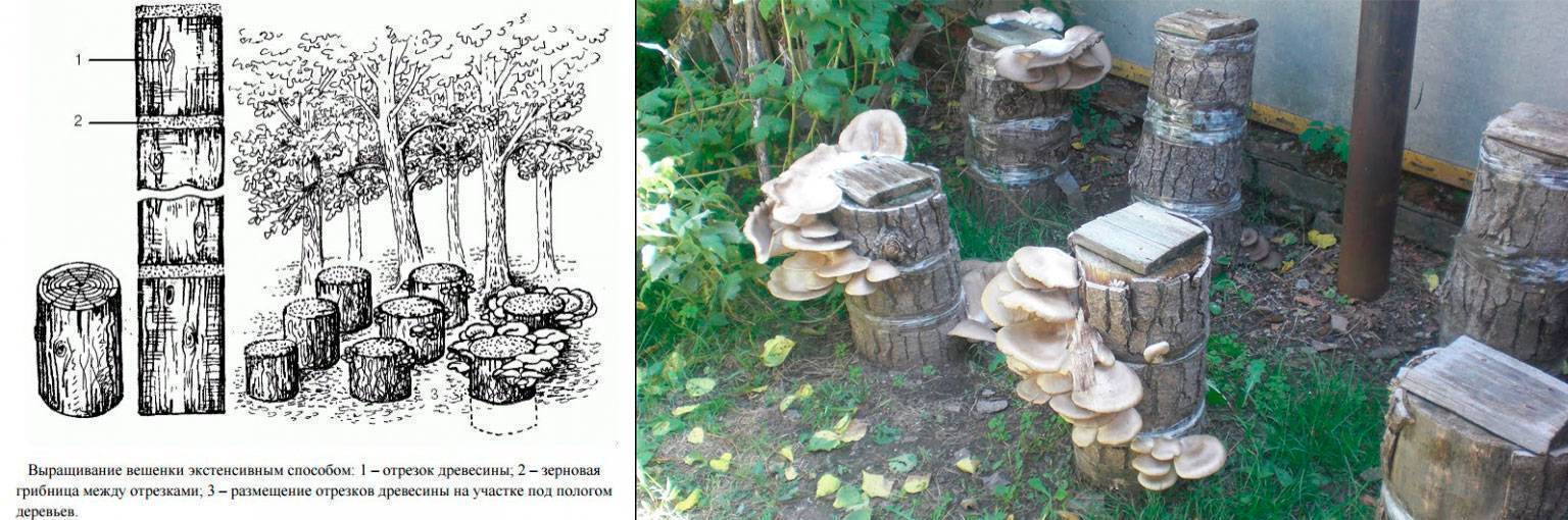 Штаммы вешенки. что такое штамм грибов