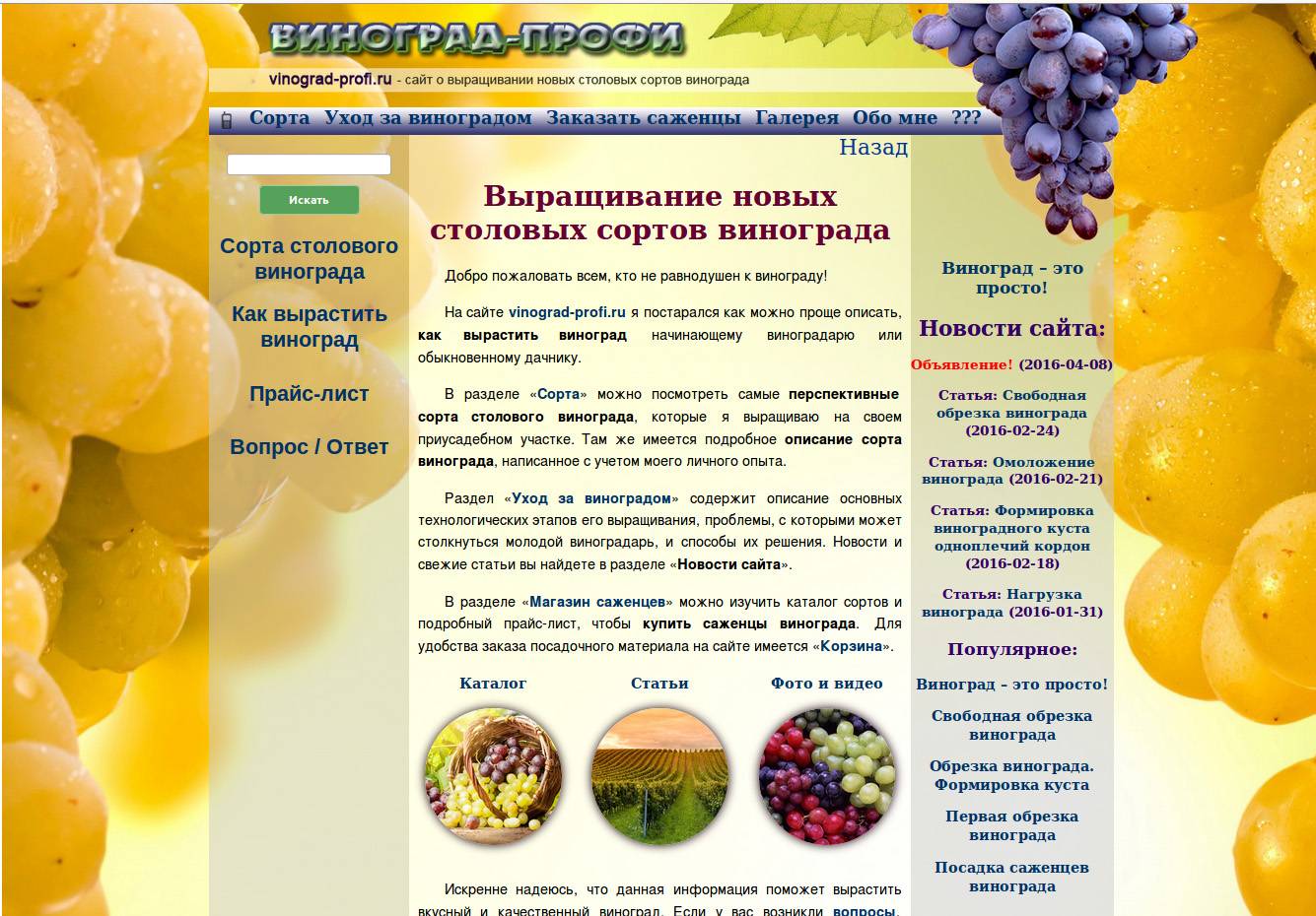 Лучшие сорта винограда для вина, какой сорт винограда для вина