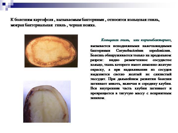 Болезни картофеля: виды, описание и лечение, болезни картофеля и борьба с ними, фото