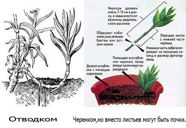 Ревень