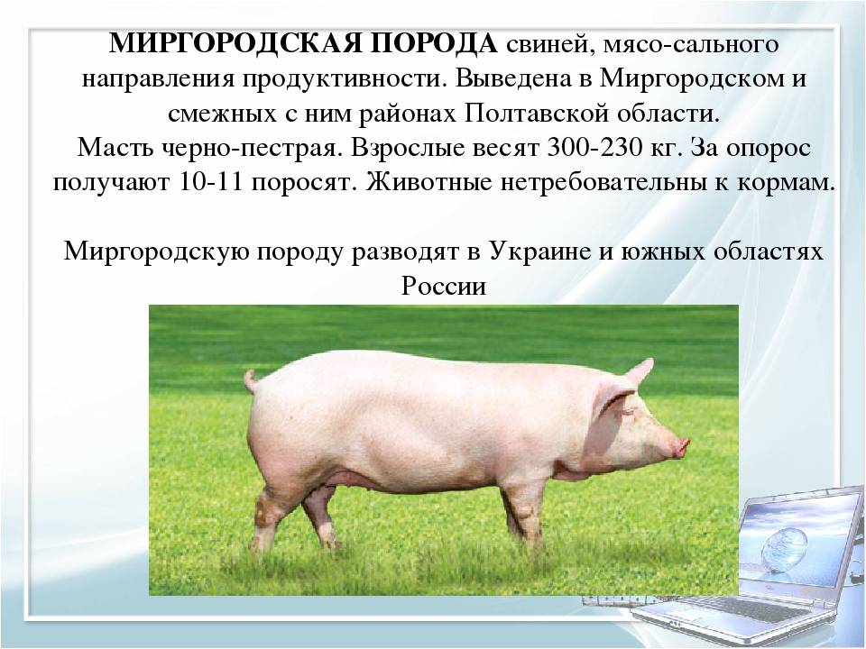 Мясные породы свиней – подробная характеристика каждой