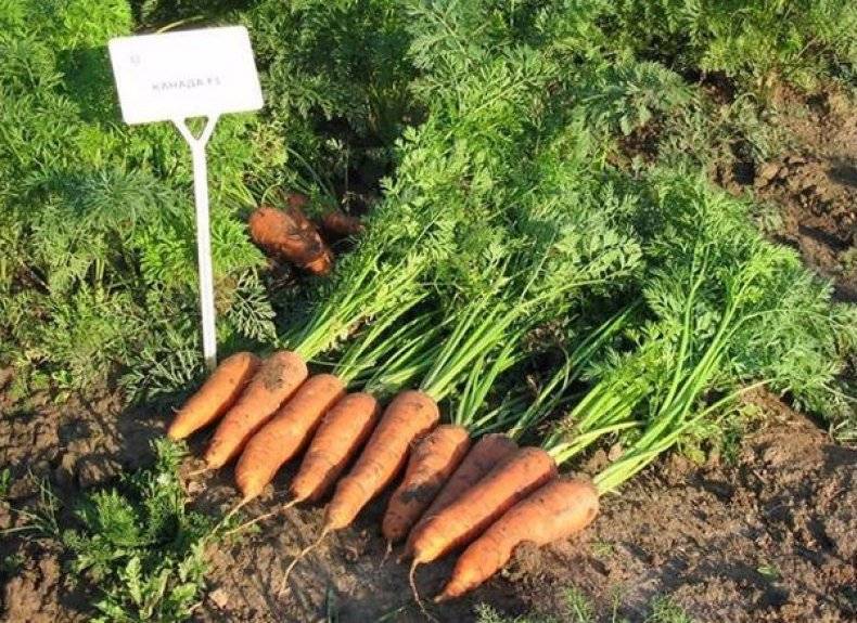 Популярный сорт моркови канада – нюансы его посадки и ухода: характеристики, свойства, методы