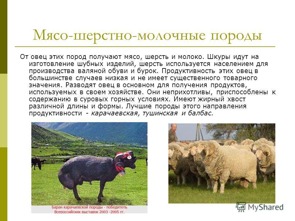 Породы овец: описание, характеристики, фото