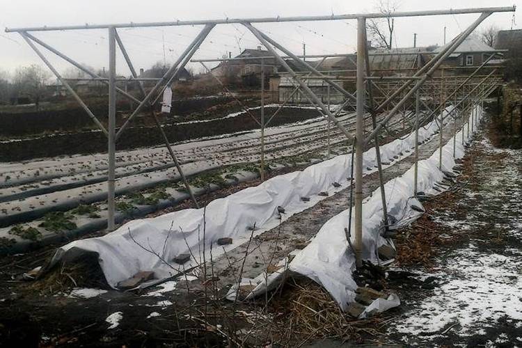 Как правильно укрыть виноград на зиму - дом-дача-сад