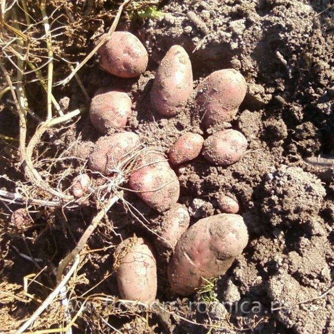 Описание картофеля Журавинка
