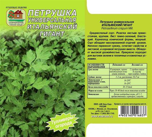 Петрушка итальянский гигант: описание сорта, фото, отзывы, посадка и уход