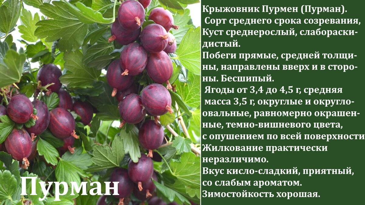 Крыжовник консул (сенатор): описание сорта, фото и уход