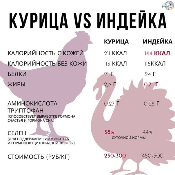 Индюк — особенности птицы, породы, уход, размножение, питание + 67 фото