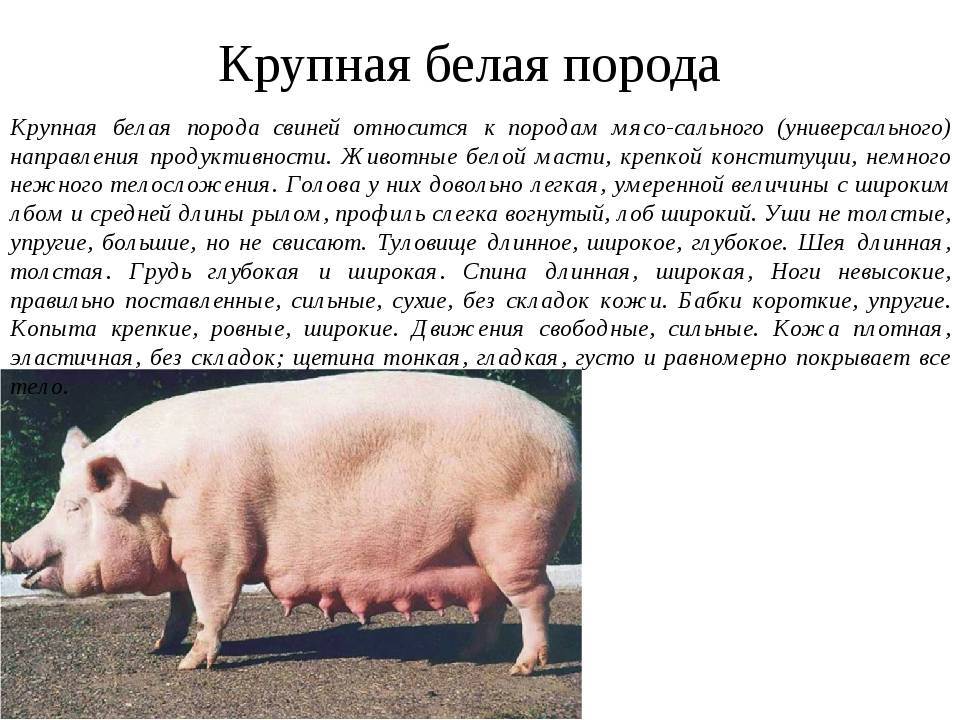 Содержание и разведение свиней в домашних условиях