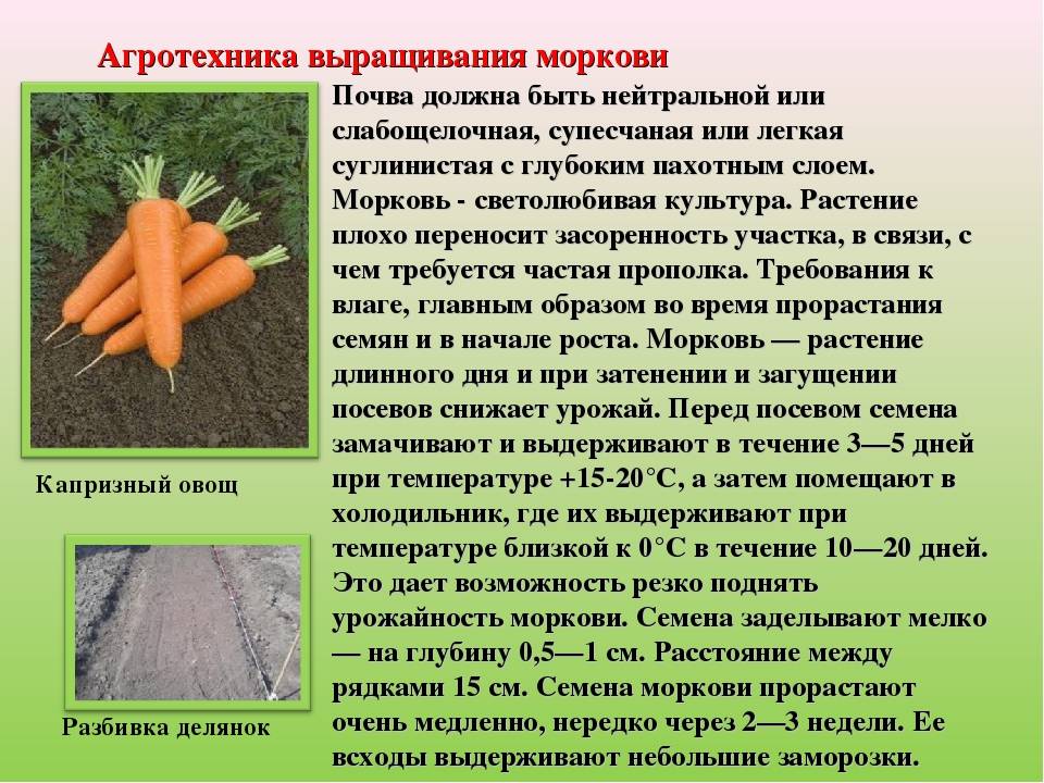 Классификация овощей на огороде – плодовые и десертные овощи, корне- и клубнеплоды, листовые и капустные овощи | мир садоводства