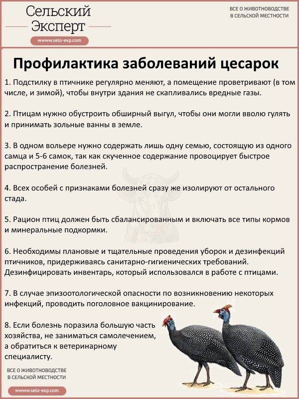 Как содержать гусей зимой • обустройство помещения для зимовки