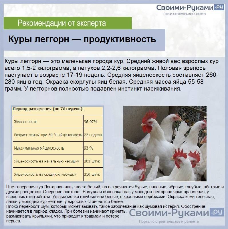 Куры супер ник: описание породы