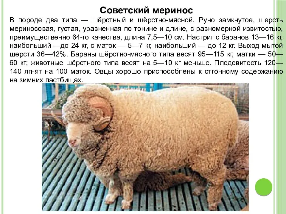 Баран — описание и характеристика, виды и обитание + 91 фото