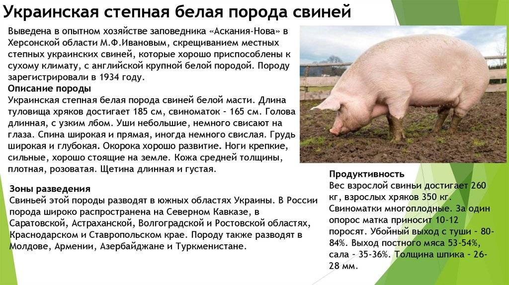 Самые большие свиньи: топ-10 наиболее крупных пород