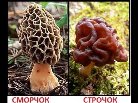 Весенние грибы фото, съедобные и нет, описание