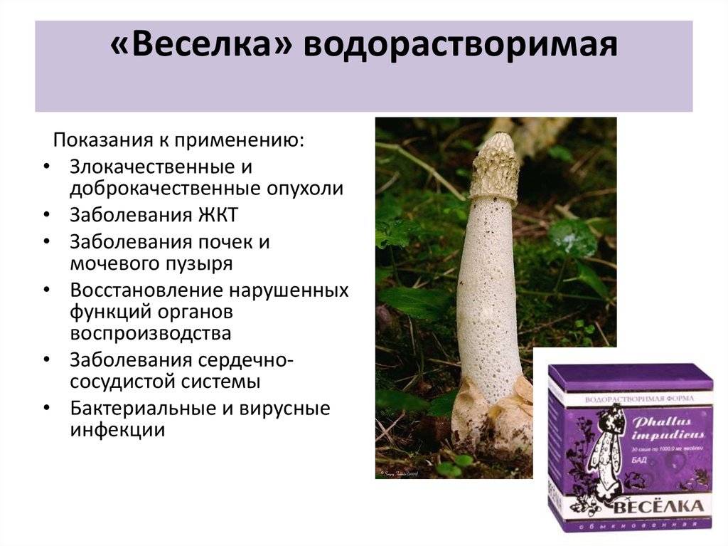 Удивительные свойства гриба весёлка при лечении различных недугов и в косметологии. отзывы врачей и пациентов