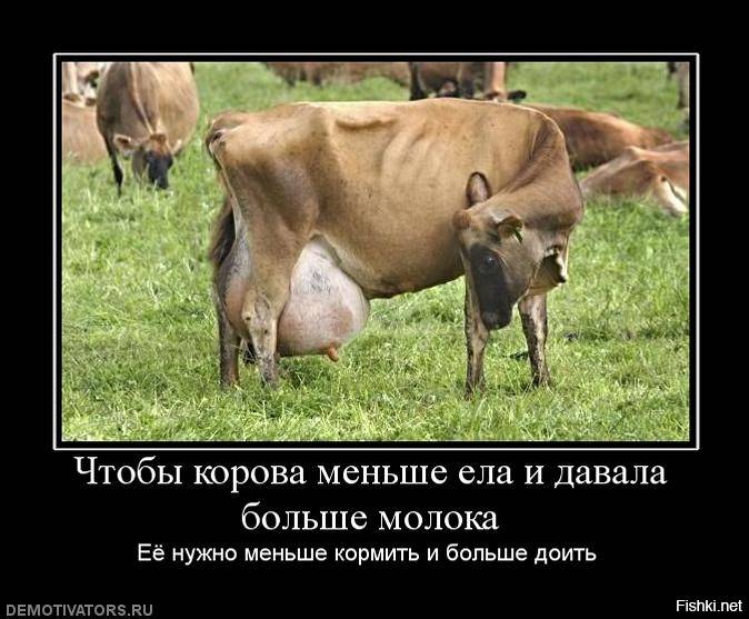 Сколько денег принесут 5 коров, если держать их ради молока: подсчет прибыли небольшого коровника