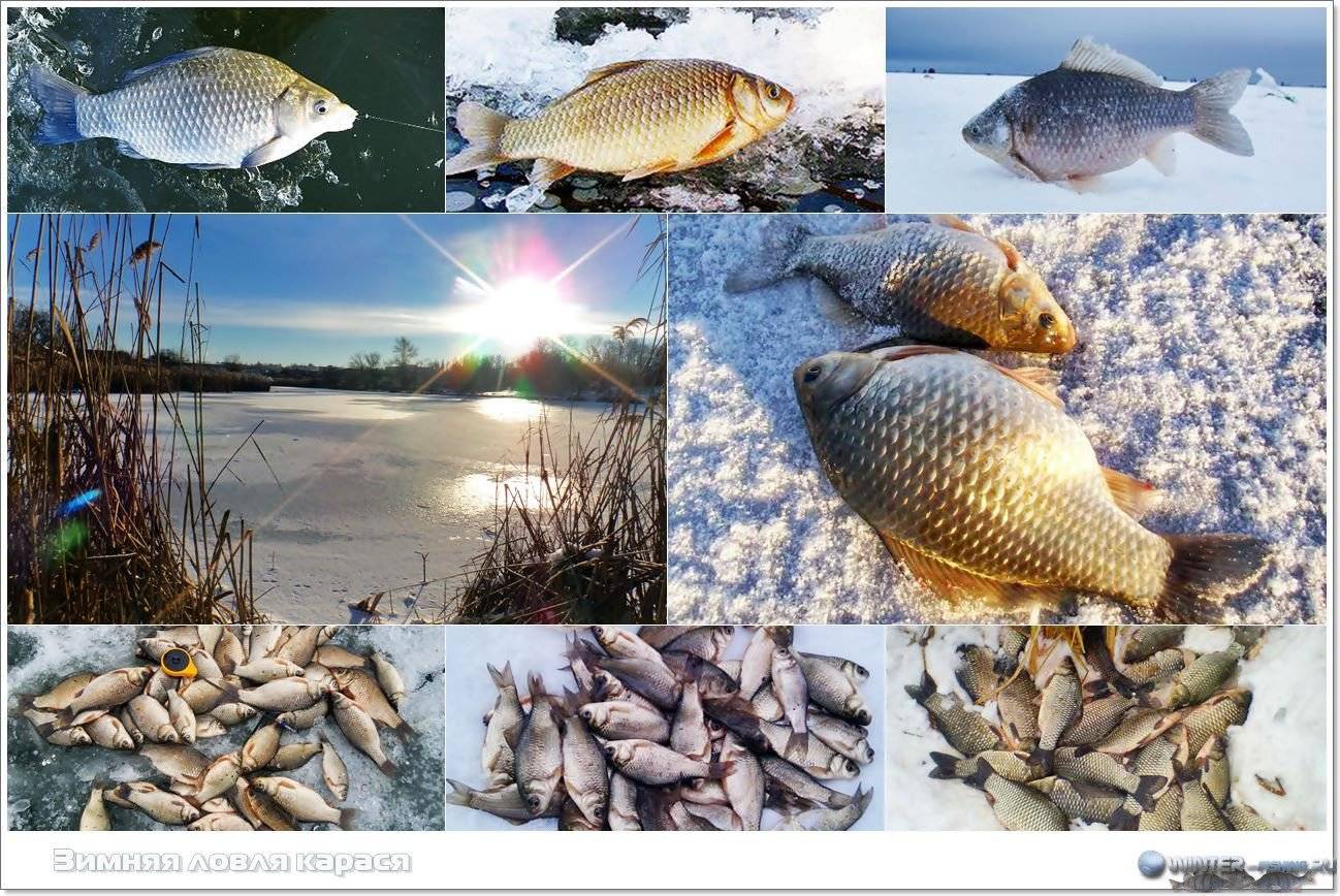 Ловля карася зимой на пруду | на мормышку, коромысло и зимний поплавок