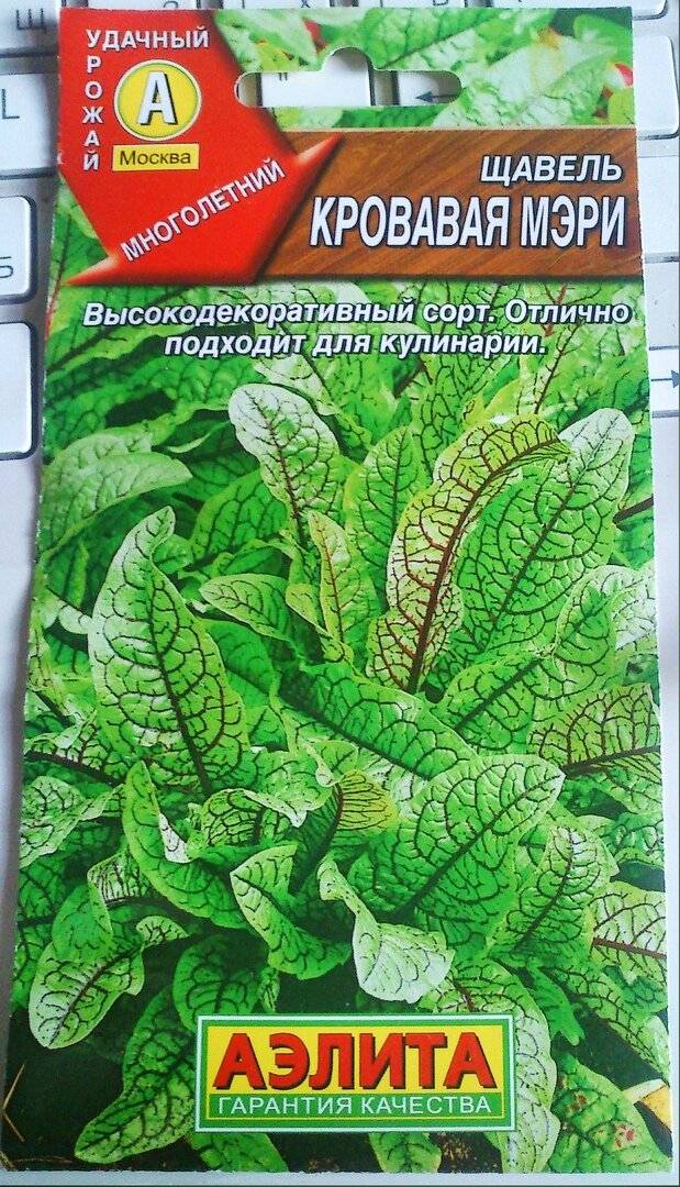 Посадка щавеля под зиму: преимущества, оптимальные сроки, выбор сорта, подготовка участка и семян, правила посева, время созревания